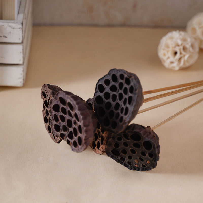 Lotus Seed Pod - Natural, organic and eco-friendly products | Sustainable home decor items