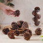 Decorative Cones - Natural, organic and eco-friendly pine cones | Sustainable home decor items