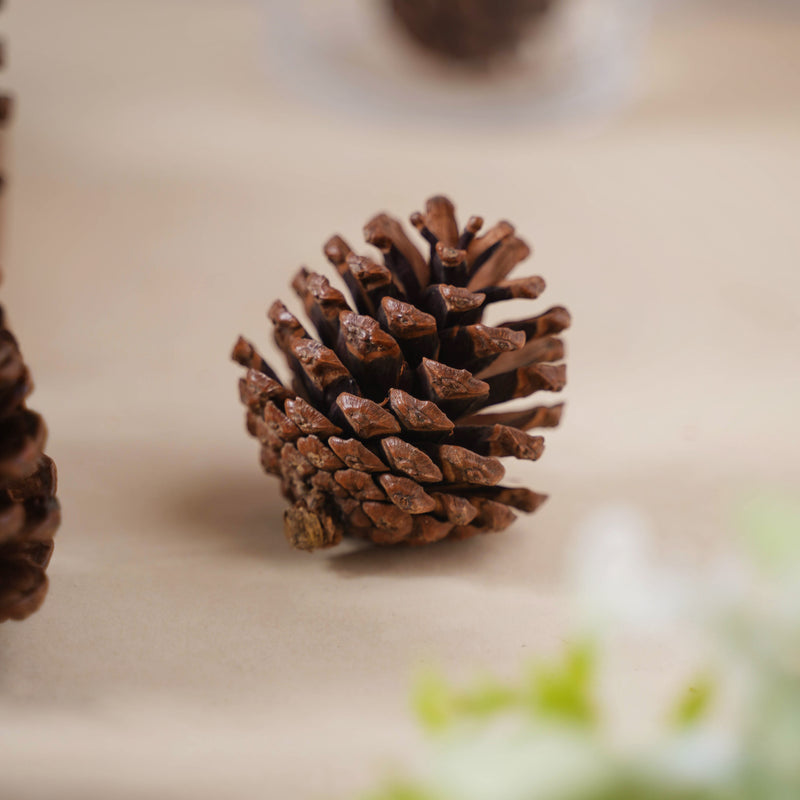 Decorative Cones - Natural, organic and eco-friendly pine cones | Sustainable home decor items