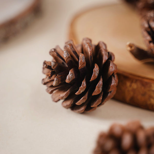 Decorative Cones - Natural, organic and eco-friendly pine cones | Sustainable home decor items