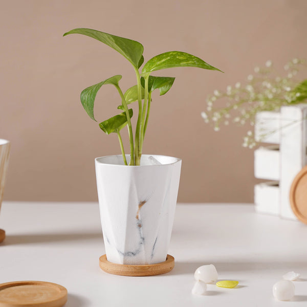 Carrara Marble Planter With Coaster