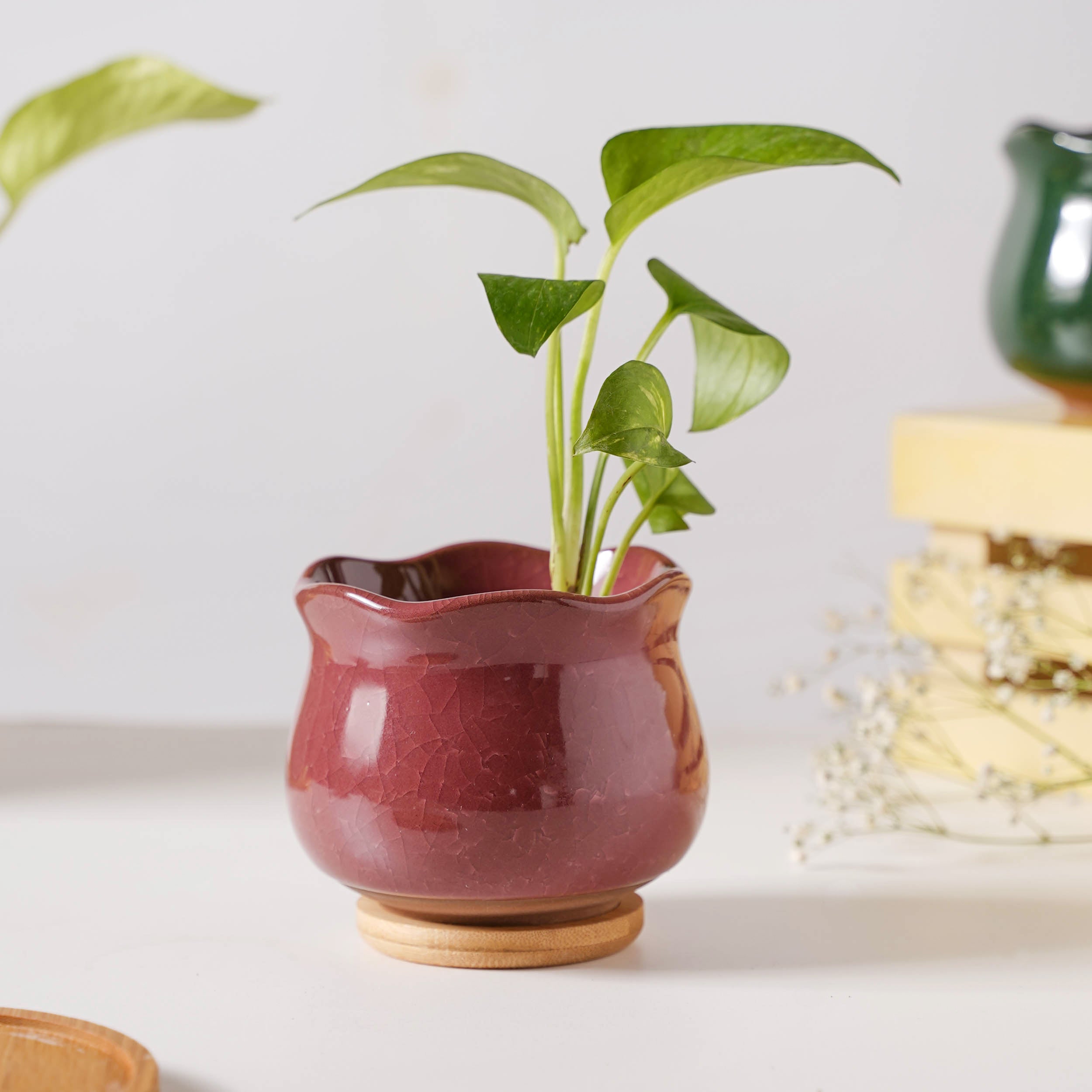 Botanica Brown Ceramic Planter With Coaster