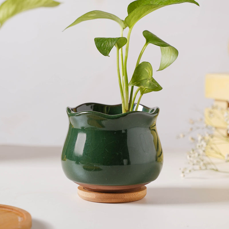 Botanica Emerald Ceramic Planter With Coaster - Indoor planters and flower pots | Home decor items