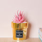 Faux Succulent Pot - Indoor planters and flower pots | Home decor items