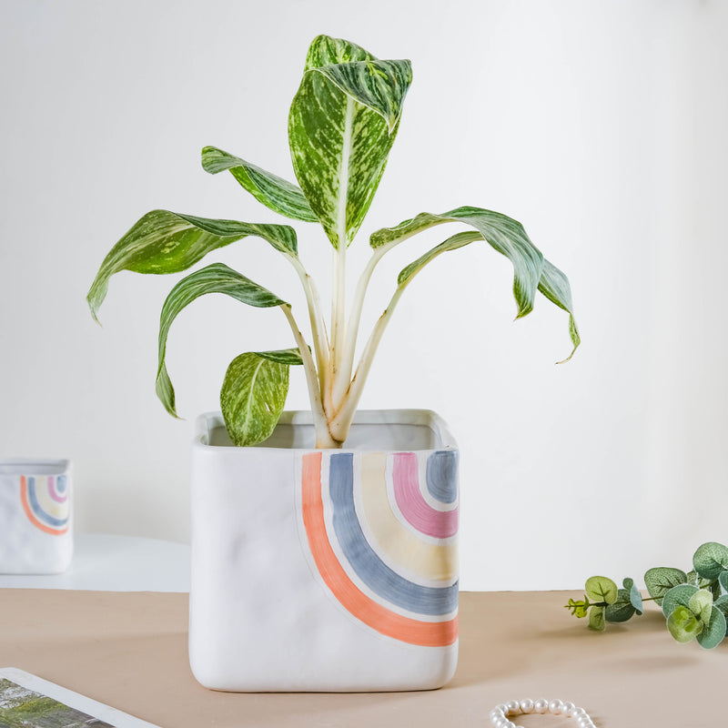 Rainbow Square Pot Large - Indoor planters and flower pots | Home decor items