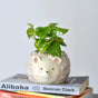 Hedgehog Planter - Indoor planters and flower pots | Home decor items