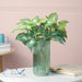 Artificial Decorative Taro Leaves Set Of 2 - Artificial Plant | Flower for vase | Home decor item | Room decoration item