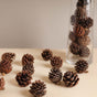 Natural Pine Cones Small - Natural, organic and eco-friendly pine cones | Sustainable home decor items