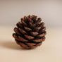 Natural Pine Cones Small - Natural, organic and eco-friendly pine cones | Sustainable home decor items