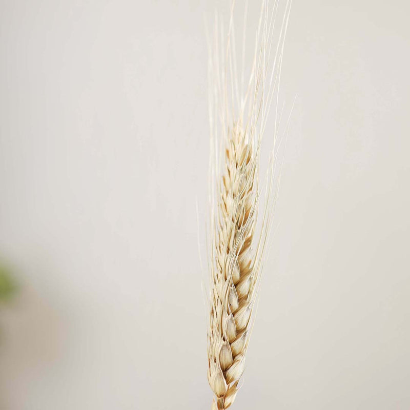 Wheat Bunch - Natural and sustainable home decor products | Room decoration items