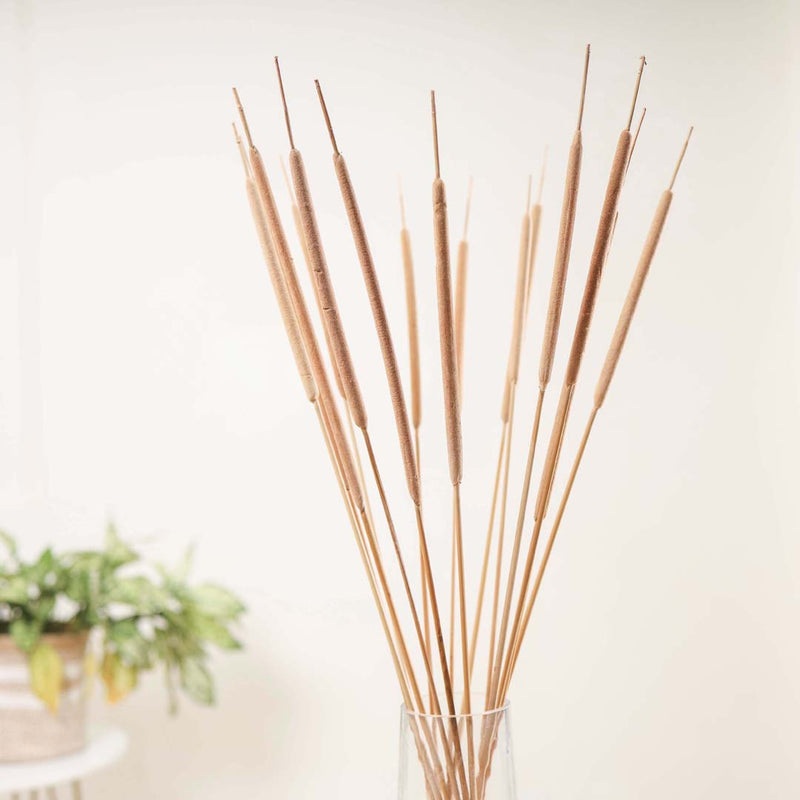 Cattail Stem For Decor - Dried flower decorative sticks | Ecofriendly and natural home decor items