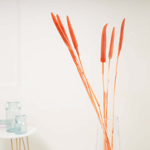 Millet Stem Orange - Natural and sustainable decorative flowers | Room decoration items