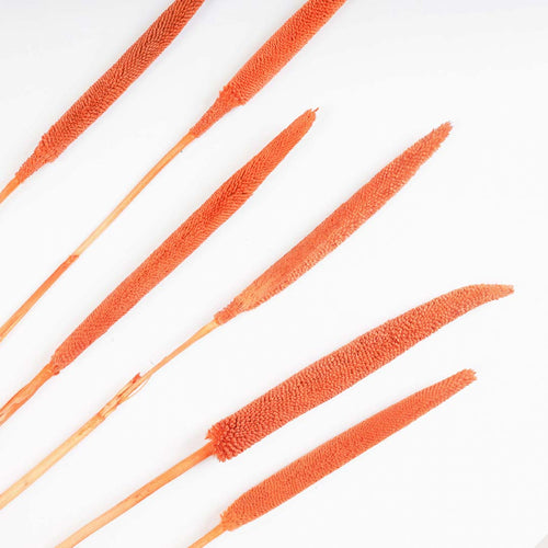 Millet Stem Orange - Natural and sustainable decorative flowers | Room decoration items