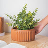 Striped Caramel Vase - Flower vase for home decor, office and gifting | Home decoration items