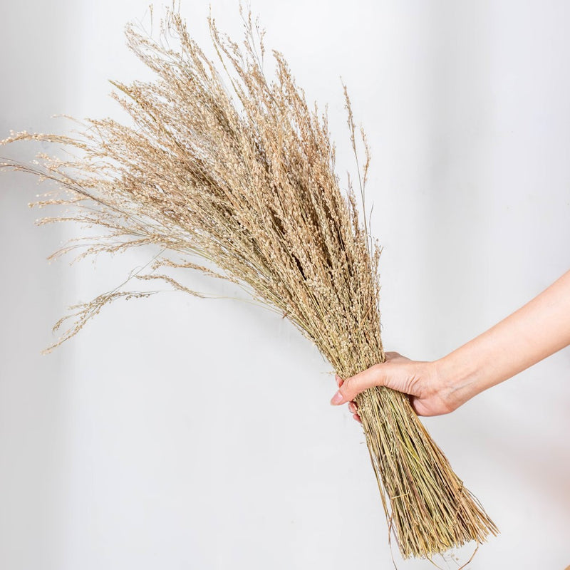 Natural Star Grass 100 Grams - Natural and sustainable home decor products | Room decoration items