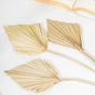 Natural Multicolored Palm Leaf Stems 10 Pieces - Natural and sustainable home decor products | Room decoration items