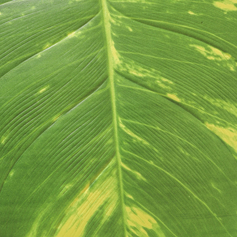 Tropical Leaf Table Mat Set of 2