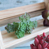 Artificial Succulent Set - Artificial Plant | Flower for vase | Home decor item | Room decoration item