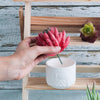 Artificial Succulent Set - Artificial Plant | Flower for vase | Home decor item | Room decoration item