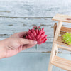 Artificial Succulent Set - Artificial Plant | Flower for vase | Home decor item | Room decoration item