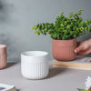 Round Ribbed Plant Pot - Flower vase for home decor, office and gifting | Home decoration items
