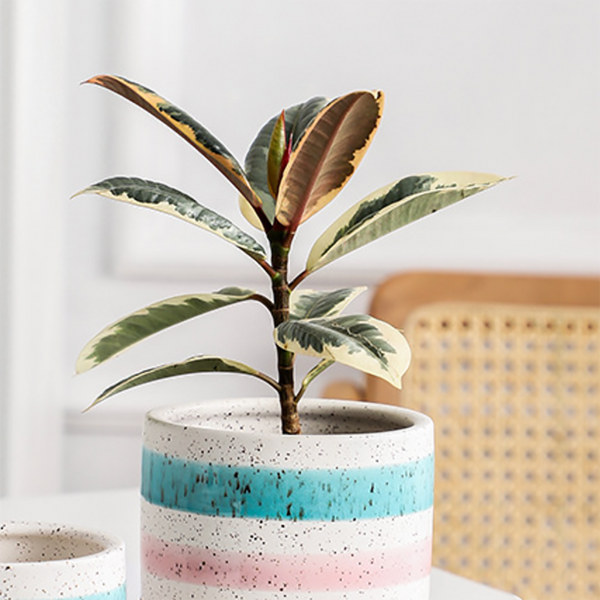 Multicolour Plant Pot Set Of 3 - Plant pot and plant stands | Room decor items