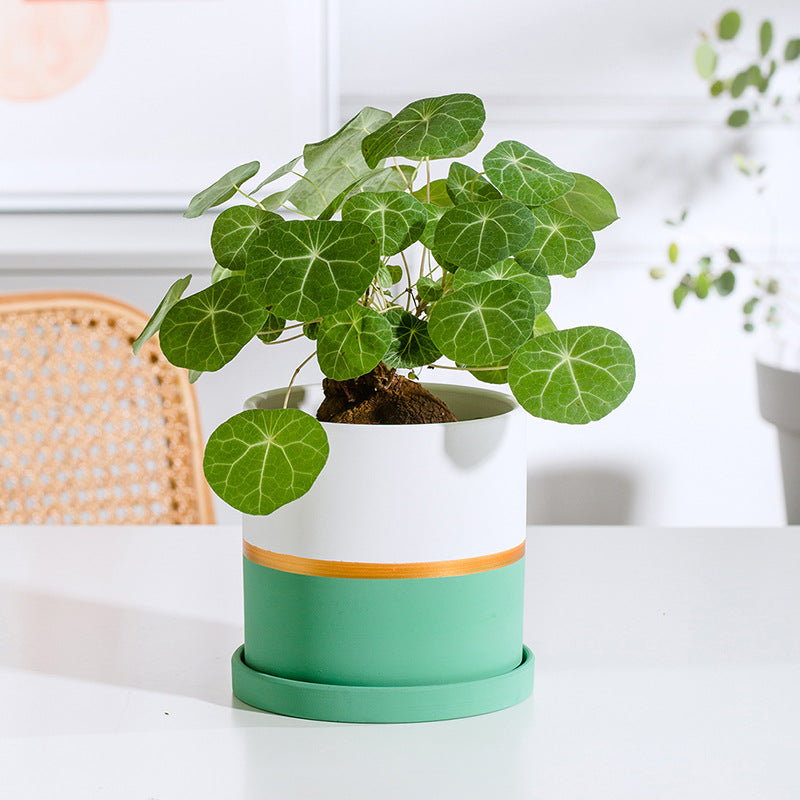 Green And White Bicolour Plant Pot With Plate