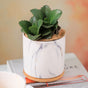 Marble Aura Planter Pot With Coaster Set Of 2