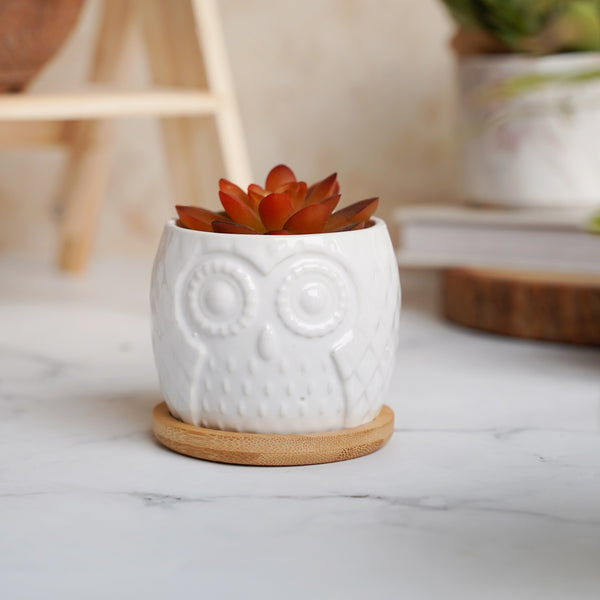 Owl Ceramic Pot - Indoor plant pots and flower pots | Home decoration items