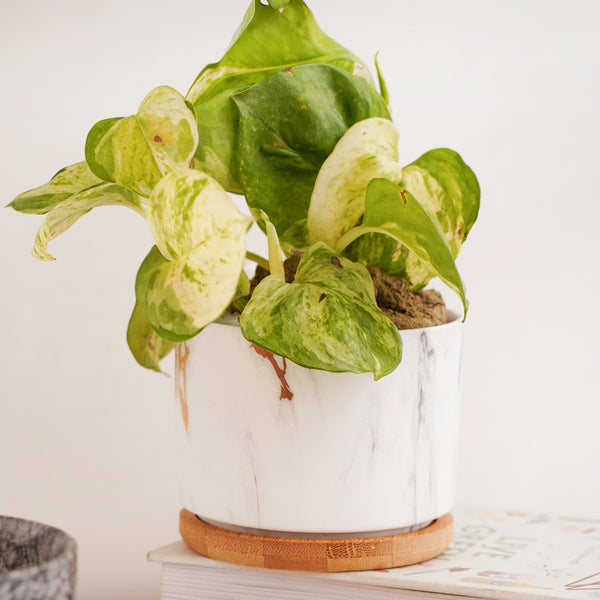 Succulent Plant Pot - Indoor planters and flower pots | Home decor items