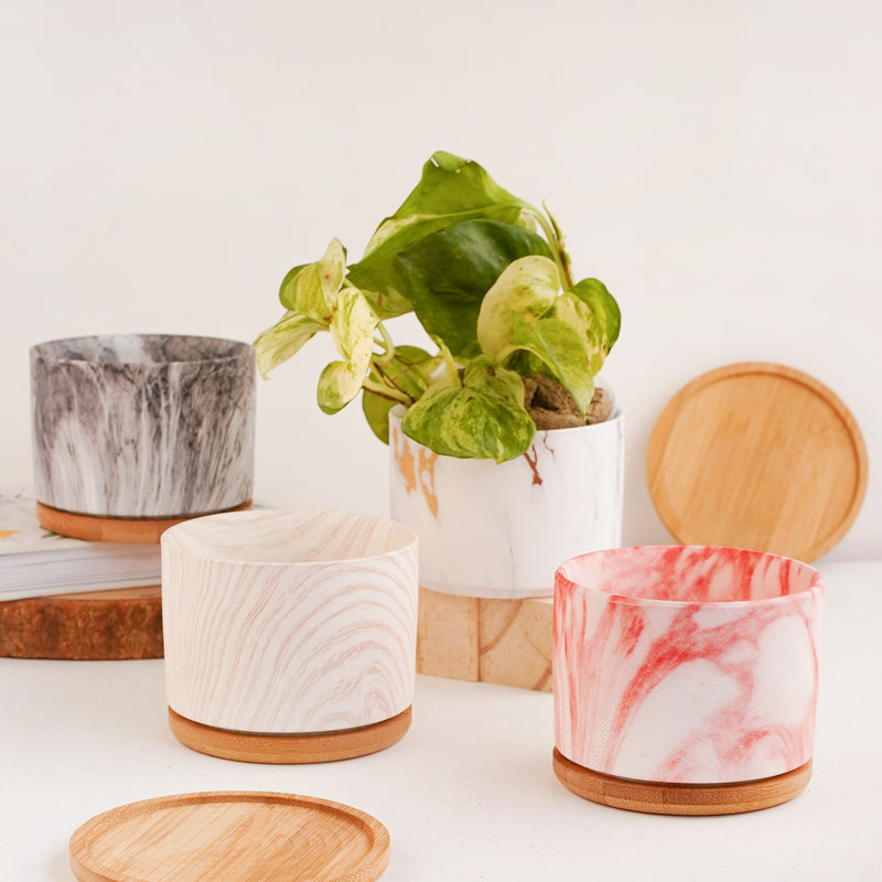 Succulent Plant Pot - Indoor planters and flower pots | Home decor items