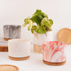 Succulent Plant Pot - Indoor planters and flower pots | Home decor items