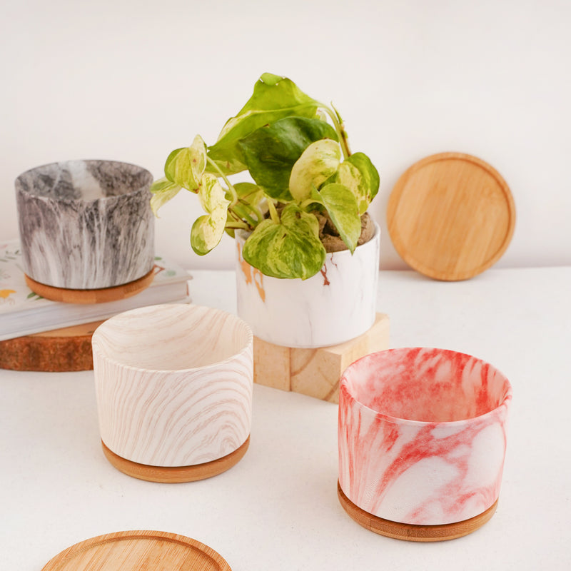 Succulent Plant Pot - Indoor planters and flower pots | Home decor items