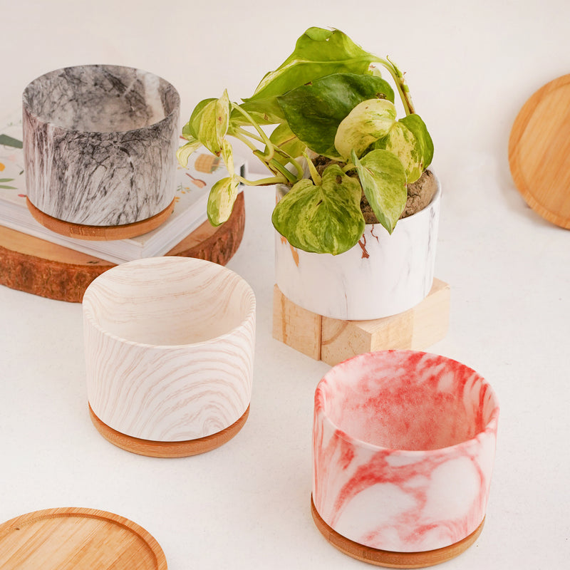 Succulent Plant Pot - Indoor planters and flower pots | Home decor items