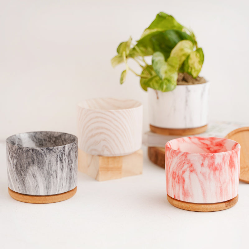 Succulent Plant Pot - Indoor planters and flower pots | Home decor items