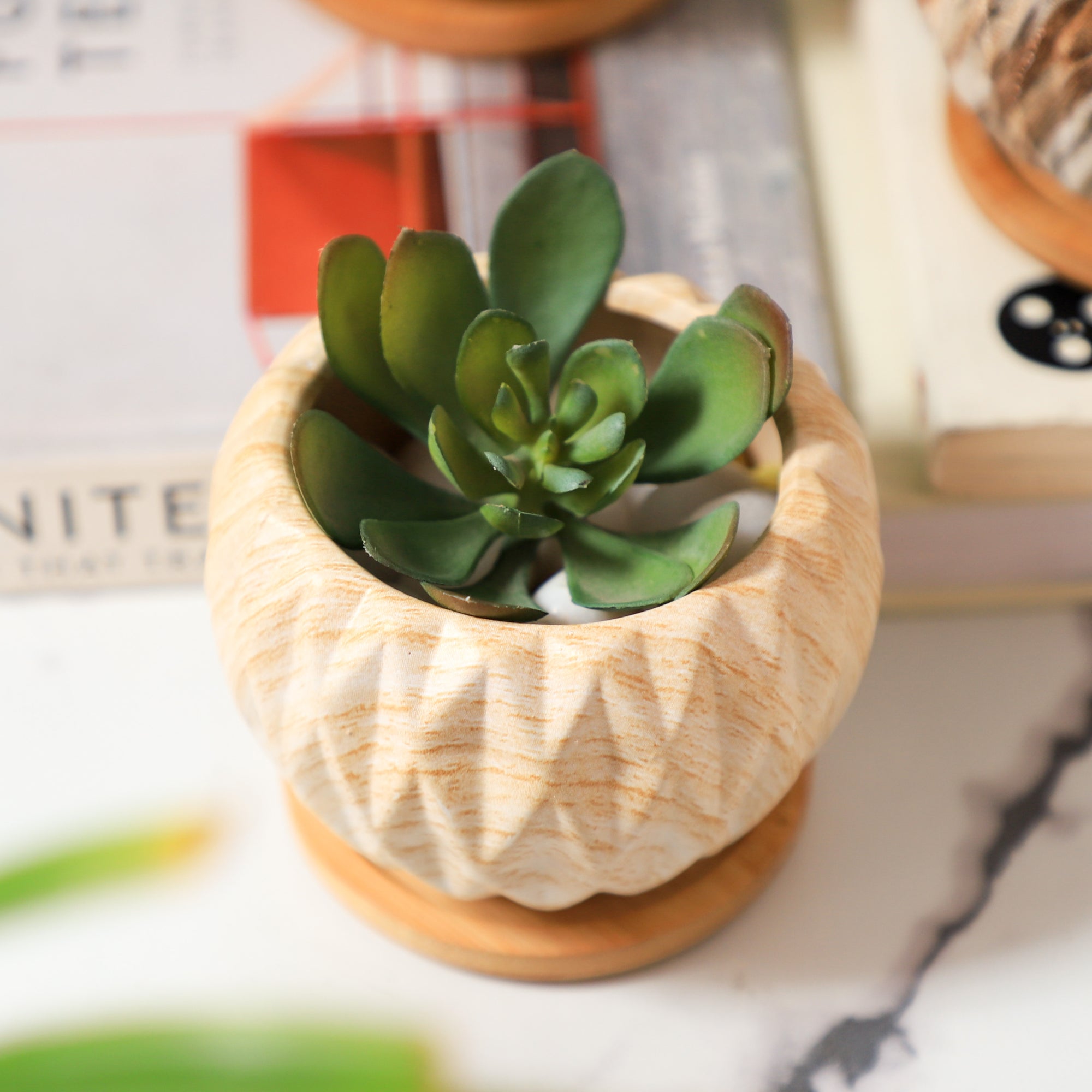 succulent pots online Succulent Planter Online - Premium Planter