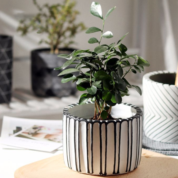 Black Striped Plant Pot Large - Indoor planters and flower pots | Home decor items