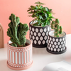 Black Scalloped Pot Large - Indoor planters and flower pots | Home decor items