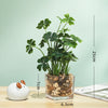 Plant in Glass Vase - Indoor plant pots and flower pots | Home decoration items