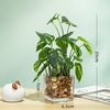 Plant in Glass Vase - Indoor plant pots and flower pots | Home decoration items